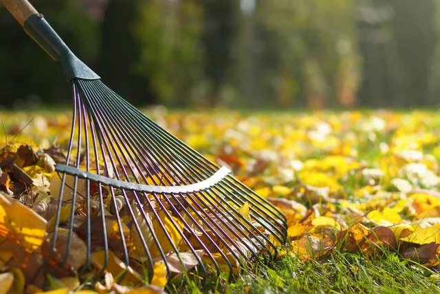 Lawn Care Myrtle Beach Leaf Removal Myrtle Beach SC