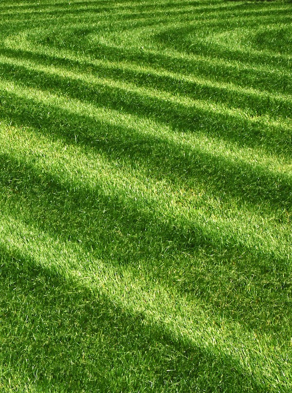 Green Grass South Carolina Lawn Mowing