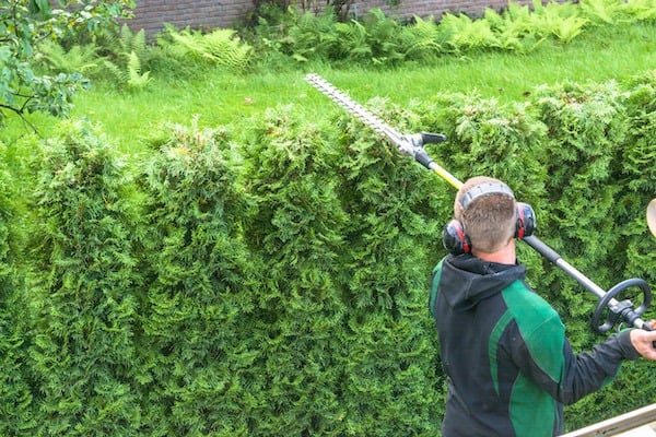 Hedge Trimming Myrtle Beach SC