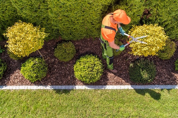 Trimming Shrubs Myrtle Beach SC